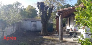 Photo de galerie - Taille d'un tilleuls 