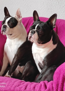 Photo de galerie - Garde chiens