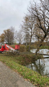 Photo de galerie - Avant l’intervention (4 arbres à élaguer pour faciliter la pêche en étang) 