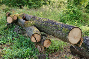 Photo de galerie - Coupe d’arbre 