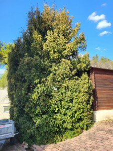 Photo de galerie - Taille de haies et d'arbustes