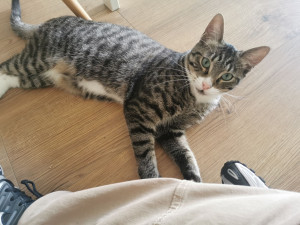 Photo de galerie - Garde chat