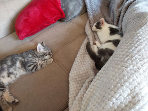 Photo de galerie - Ils ont la belle vie 