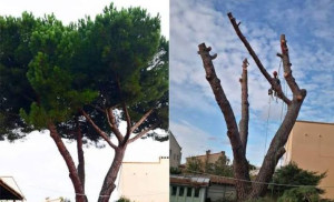 Photo de galerie - Élagage