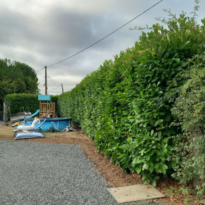 Photo de galerie - Haie avant 
