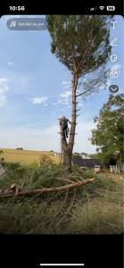 Photo de galerie - Abattage d’un sapin