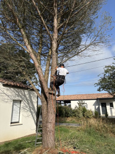 Photo de galerie - Elagage et coupe d'arbres