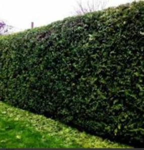 Photo de galerie - Taille de haies et d'arbustes