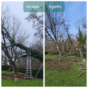 Photo de galerie - Abattage d'un arbre coincé dans un noisetier ( Elancourt 78)