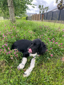 Photo de galerie - Mon chiot de 6 mois ☺️