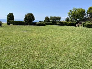 Photo de galerie - Tonte de pelouse et entretien de la haie.