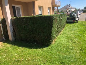 Photo de galerie - Taille haie