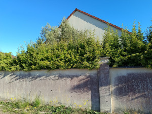 Photo de galerie - Taille de haies et d'arbustes