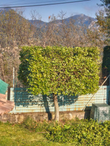 Photo de galerie - Taille d'arbres