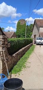 Photo de galerie - Taille de haies et d'arbustes