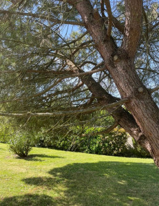 Photo de galerie - Elagage et coupe d'arbres
