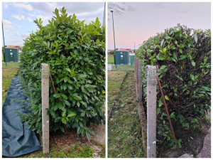 Photo de galerie - Taille de haies et d'arbustes