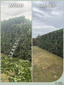 Photo de galerie - Taille de haie en hauteur, descendue de 2m 