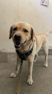 Photo de galerie - Garde chien