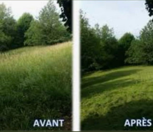 Photo de galerie - Tonte de pelouse et tailler arbustes 