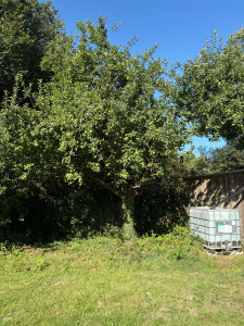 Photo de galerie - Elagage et coupe d'arbres