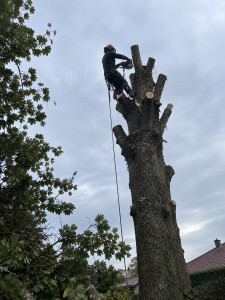 Photo de galerie -  ENT Berthelot — Élagage, taille et abattage d’arbres dans tout l’Essonne.  Devis gratuit — 06 31 74 12 26