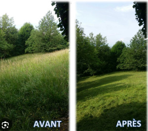 Photo de galerie - Débroussaillage avant après