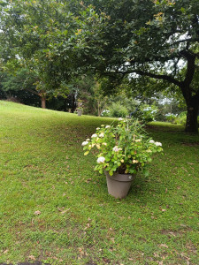 Photo de galerie - Tonte de pelouse - Débroussaillage