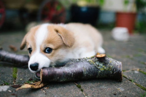 Photo de galerie - Vanille  8 mois