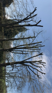 Photo de galerie - Paysagiste