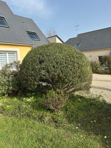 Photo de galerie - Taille de haies et d'arbustes