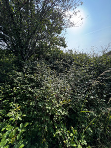 Photo de galerie - Tonte de pelouse - Débroussaillage