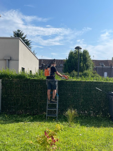 Photo de galerie - Taillage de Haies