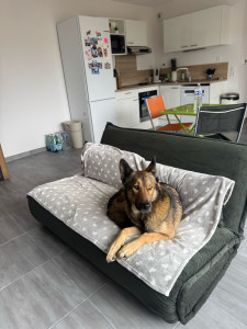 Photo de galerie - Homesitting