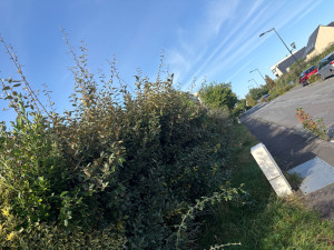 Photo de galerie - Taille de haie 