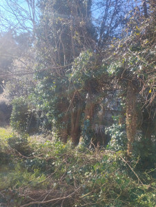 Photo de galerie - Remise au propre d'un jardin 