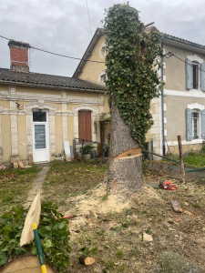 Photo de galerie - Elagage et coupe d'arbres