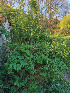 Photo de galerie - Tonte de pelouse - Débroussaillage