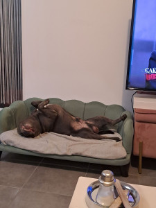Photo de galerie - Les animaux sont très à l'aise et heureux, c'est la priorité 
