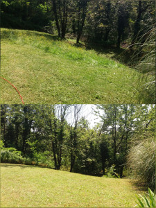 Photo de galerie - Une petite tonte pour un jardin propre et agréable ?


