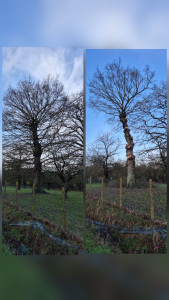 Photo de galerie - Voici les photos avant/après d'une prestation d'élagage.