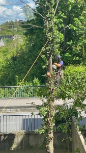Photo de galerie - Elagage et coupe d'arbres