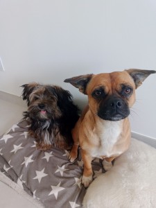 Photo de galerie - Garde animaux