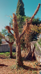 Photo de galerie - Elagage et coupe d'arbres