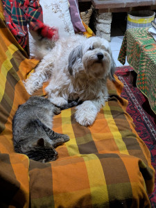 Photo de galerie - Garde chien