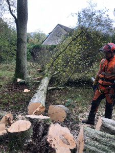 Photo de galerie - Elagage et coupe d'arbres