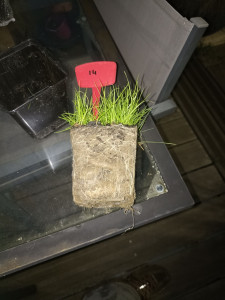 Photo de galerie - Quelle est cette variété aux racines profondes?