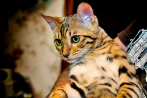 Photo de galerie - Mon bengal éduqué avec  boxers et  autres chats