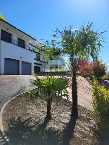 Photo de galerie - Plantation de palmier.