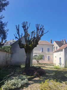 Photo de galerie - Après elagage d un frêne 
